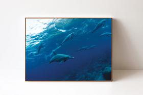 Quadro em Canvas Golfinhos 3