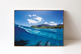 Quadro em Canvas Golfinhos