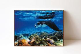 Quadro em Canvas Manta Ray Coral Reef