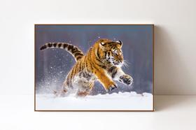 Quadro em Canvas Tigre - Facility Print