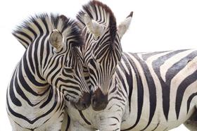 Quadro em Canvas Zebra