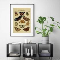 Quadro Espécies De Borboletas - 60X48Cm