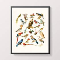 Quadro Espécies de Passarinhos 24x18cm - com vidro