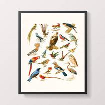 Quadro Espécies de Passarinhos 24x18cm