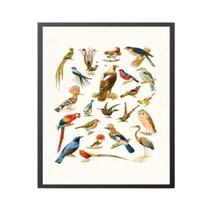 Quadro Espécies De Passarinhos 33X24 C/Vidro Madeira Branca