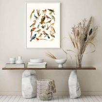 Quadro Espécies De Passarinhos 33X24 C/Vidro Madeira Branca