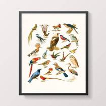 Quadro Espécies De Passarinhos 45X34 Com Vidro Moldura Preta
