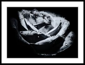 Quadro Flor Gotas Quadro Flor Gotas