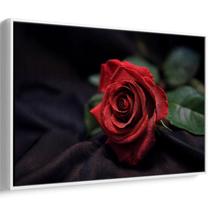 Quadro Flor - Rosa Vermelha em Contraste Profundo