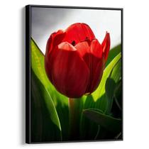 Quadro Flor - Tulipa Vermelha no Brilho do Sol Poente