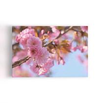 Quadro Flores De Cerejeira Sakura Rosa Foto Canvas 60X40Cm Quadro Flores De Cerejeira Sakura Rosa Foto Canvas 60X40Cm