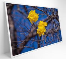 Quadro Flores de Ipê Amarelo em Árvore do Cerrado