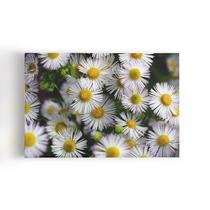 Quadro Flores Margaridas Brancas Plantação Canvas 60x40cm Quadro Flores Margaridas Brancas Plantação Canvas 60x40cm