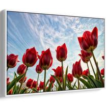 Quadro Flores - Tulipas Vermelhas Desabrochando em Silêncio Majestoso