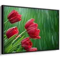 Quadro Flores - Tulipas Vermelhas Sob a Chuva do Campo