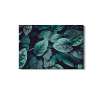 Quadro Folhas de Planta Natureza Orvalho Canvas 60x40cm Quadro Folhas de Planta Natureza Orvalho Canvas 60x40cm