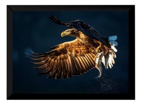 Quadro Foto Águia Caçando Peixe Poster Moldurado