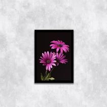 Quadro Fotografia Margaridas Roxas 24X18Cm