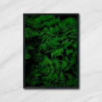Quadro Fotografia Samambaias 45X34 Com Vidro Moldura Branca Quadro Fotografia Samambaias 45X34 Com Vidro Moldura Branca