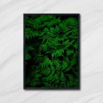 Quadro Fotografia Samambaias 45x34cm - com vidro Quadro Fotografia Samambaias 45x34cm - com vidro