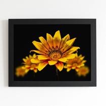Quadro Gazânia Flor Amarela e Laranja Moldura Preta 60x40cm Quadro Gazânia Flor Amarela e Laranja Moldura Preta 60x40cm