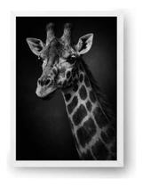 Quadro Girafa Fine Art Em Preto E Branco 15x21cm Quadro Girafa Fine Art Em Preto E Branco 15x21cm