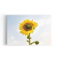Quadro Girassol Flor Fotografia Céu ul Canvas 60X40Cm