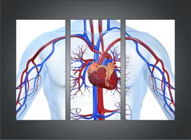 Quadro Medicina Médicos Coração Cardiologia 3 Peças