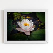 Quadro Nymphaea Candida Água Flor Moldura Branca 60x40cm Quadro Nymphaea Candida Água Flor Moldura Branca 60x40cm