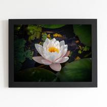 Quadro Nymphaea Candida Água Flor Moldura Preta 60x40cm Quadro Nymphaea Candida Água Flor Moldura Preta 60x40cm