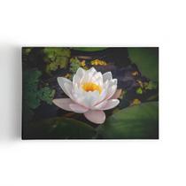 Quadro Nymphaea Candida Natureza Água Flor Canvas 60x40cm Quadro Nymphaea Candida Natureza Água Flor Canvas 60x40cm