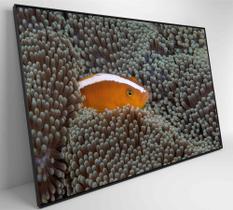 Quadro Peixe Palhaço em Anêmona no Mar Quadro Peixe Palhaço em Anêmona no Mar