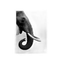 Quadro Perfil Elefante Fundo Branco Moldura Branca 24X18Cm