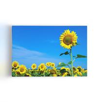 Quadro Plantação Girassol Céu Azul Flor Canvas 60x40cm