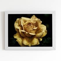 Quadro Rosa Amarela Sépia com Orvalho Moldura Branca 60x40cm Quadro Rosa Amarela Sépia com Orvalho Moldura Branca 60x40cm