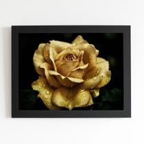 Quadro Rosa Amarela Sépia com Orvalho Moldura Preta 60x40cm Quadro Rosa Amarela Sépia com Orvalho Moldura Preta 60x40cm