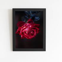 Quadro Rosa Vermelha com Orvalho Moldura Preta 60x40cm Quadro Rosa Vermelha com Orvalho Moldura Preta 60x40cm