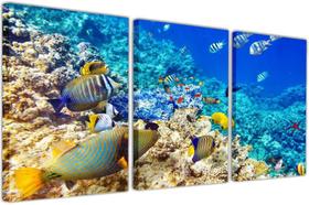 Quadro Tela Canvas Animais Peixes Salas Decorações Interior Quadro Tela Canvas Animais Peixes Salas Decorações Interior