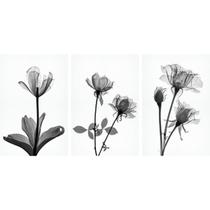 Quadros De Flor Raio_X (X_Ray Flower) Branco