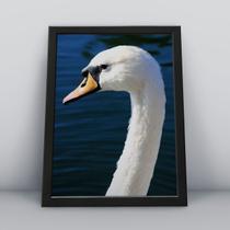 Quadros Decorativos Aves Decoração Sala Quarto Diversos