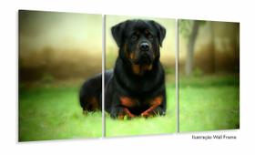Quadros Decorativos Cachorro Rottweile 3 Peças 120x60 em tecido