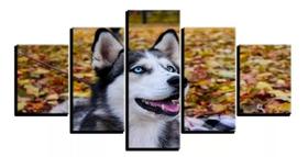 quadros decorativos Cão Rask Siberiano Olho Azul"