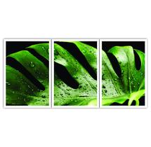 Quadros Decorativos Costela de Adão Verde 60x40 Sala Quarto