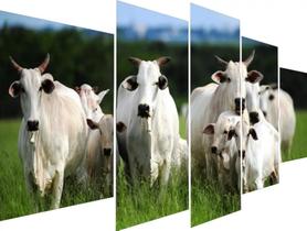 Quadros Decorativos Gado Branco"