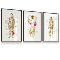 Quadros Kit 3 Glúteos Corpo Humano Detalhes Estética Descrições Latim 43x63 cada
