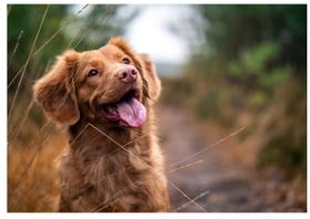 Quebra-Cabeça 24 peças atividades para Idosos Peças grandes