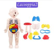 Quebra-Cabeça 3D Corpo Humano Realista Com Organização DIY