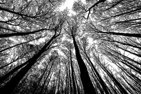 Quebra-cabeça Bgraamiens Forest em preto e branco 1000 peças