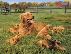 Quebra-cabeça Buffalo Games Robert Hautman Glorious Goldens