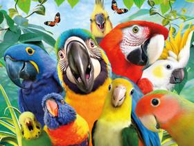Quebra-Cabeça Ceaco Selfies Perfect Parrot - 500 Peças Quebra-Cabeça Ceaco Selfies Perfect Parrot - 500 Peças